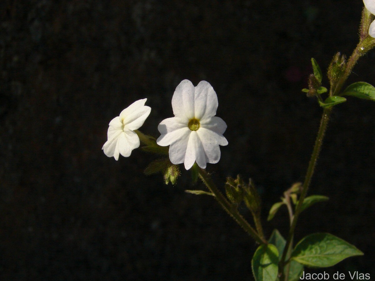 Browallia americana L.